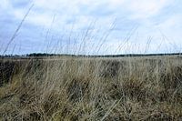 Deelerwoud, Veluwe Gelderland