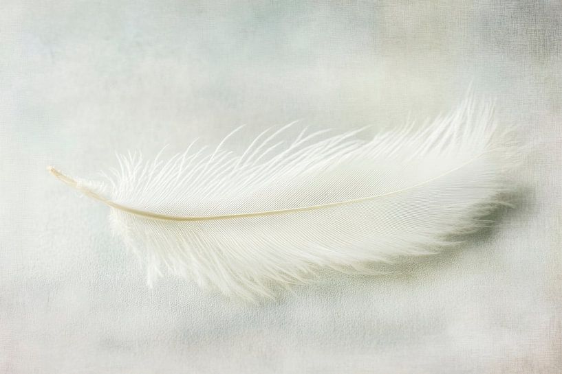 Delicate veer op een zachte achtergrond van Poster Art Shop