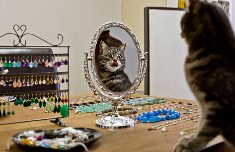 Orfèvre Housecat, Amsterdam par Robert van Willigenburg