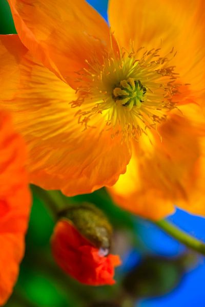 Poppy Blossom by Thomas Jäger
