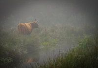 Scottish Highlander in misty landscape
