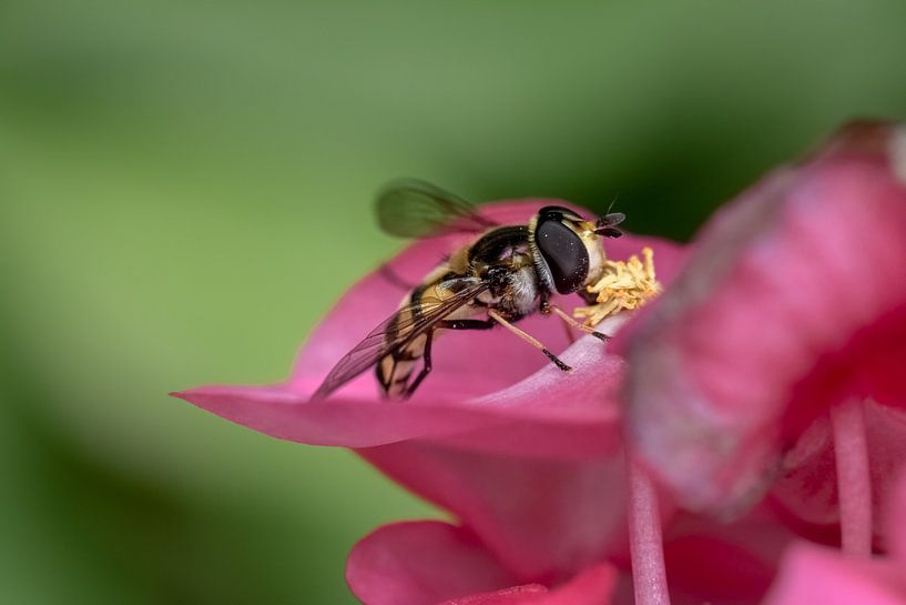 Hoverfly by Kim de Been