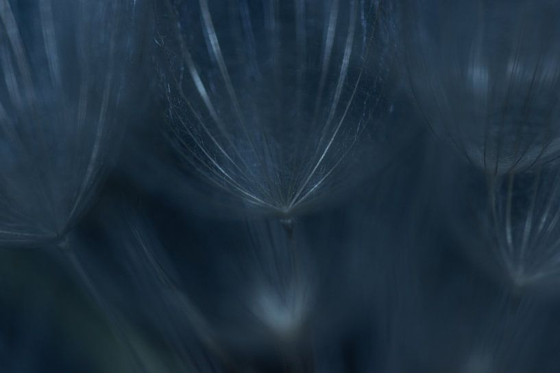 Das Geheimnis des Löwenzahns von Foto Studio Labie