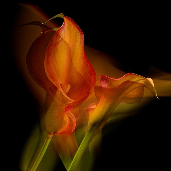 Dancing flowers. by Alie Ekkelenkamp