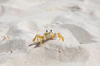 Getarnte Krabbe auf dem Sand