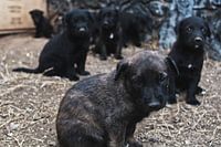 Patrouille des pattes