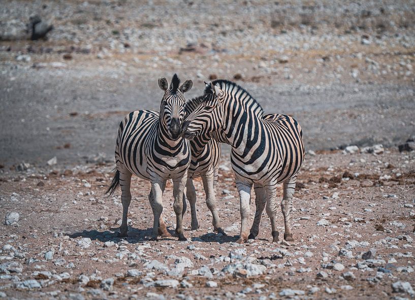 Zèbres d'Afrique dans le parc national d'Etosha en Namibie, Afrique par Patrick Groß