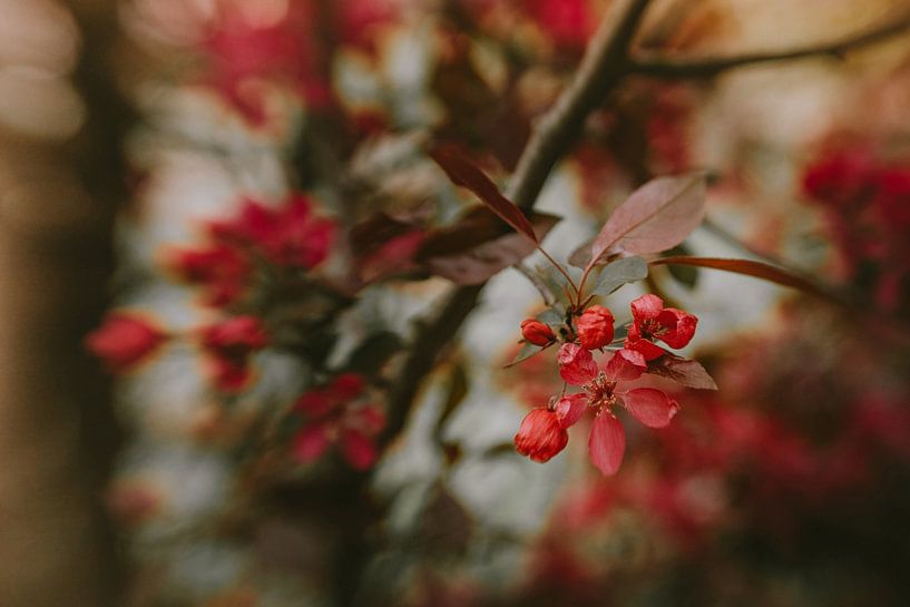 Elegant Spring by Hiske Boon