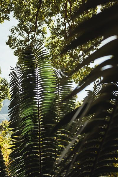 Grandes fougères vertes | Photographie de voyage | Le Cap, Afrique du Sud par Sanne Dost