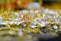 Smeltende sneeuw tussen het mos - deel 1