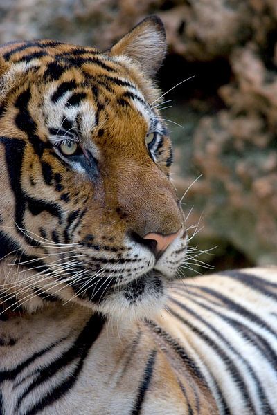 Gros plan sur le tigre du Bengale par Melissa Peltenburg