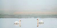 Couple de cygne