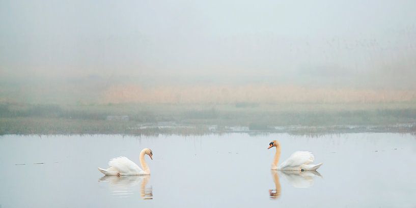 Swan couple by Art by Fokje