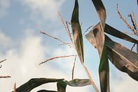 Hoch im Himmel - Maisfeld