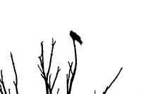Black crow on a branch