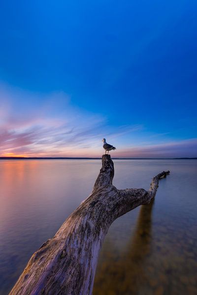 When longing dances in the evening light, the seagull in the sunset on the lake wanner verlangen dankt in het avondlicht, de meeuw in de zonsondergang op het meer quad le désir dans la lumiére du soir, la mouette dans le coucher de soleil sur le lac van Christina Bauer Photos