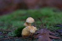 The lonely little toadstool