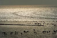 Birds rest on the mudflats of the Wadden Sea near Harlingen.