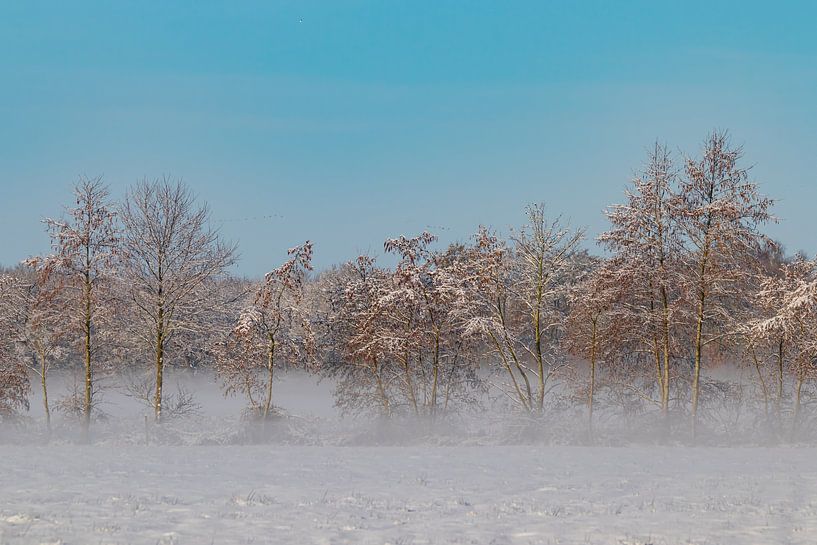 Winter, Schnee in Beetsterzwaag Opsterland Friesland von Ad Huijben