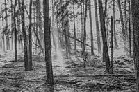 Sonnenstrahlen durch den Wald in Schwarz und Weiß