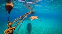 Schildkröte Unterwasserboje Curaçao