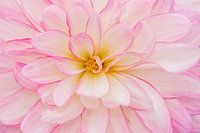 Ich bin wunderschön