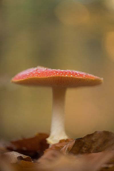 Herbstszene: Fliegenpilz von Moetwil en van Dijk - Fotografie