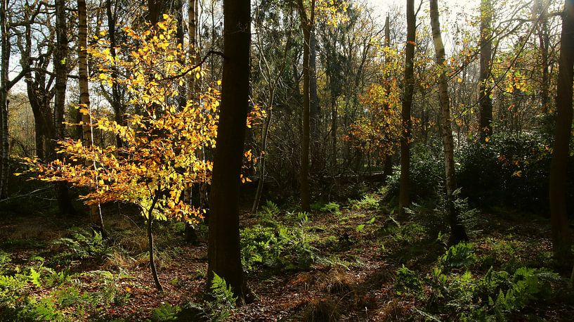 Tree in the sun by Pim van der Horst