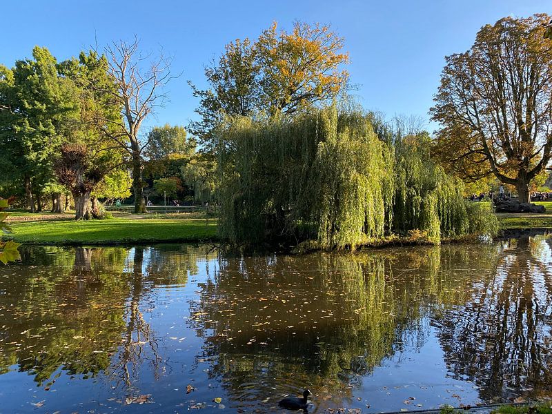 Amsterdam. Herbst im Vondelpark. von Marianna Pobedimova
