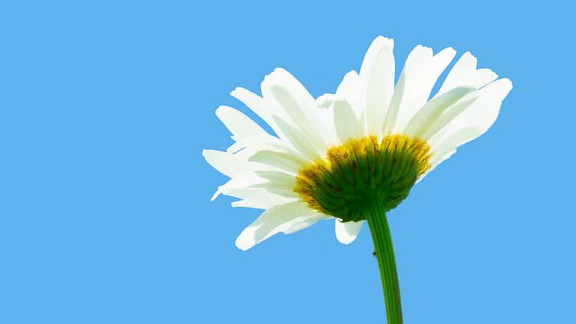 Breastwort part 2 by Masselink Portfolio