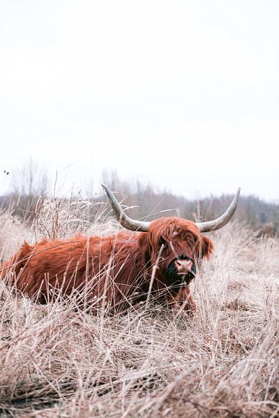 Schottische Highlander im Amsterdamer Wald von Lindy Schenk-Smit