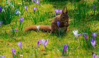 Squirrel in Spring 