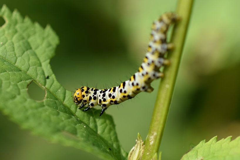 Rups van de Helmkruidvlinder by Patricia van Nes