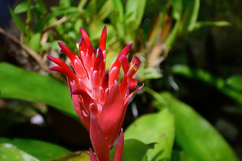 Bromelia von Frank's Awesome Travels