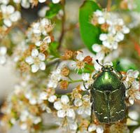 Goudentor Frankrijk Villedieu