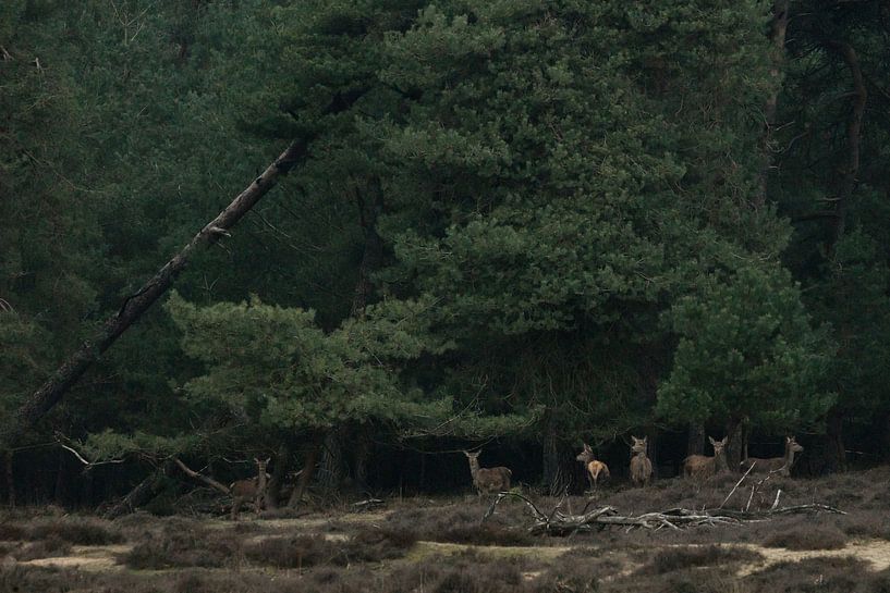 Des cerfs émergent de la forêt sombre dans le crépuscule du soir. par Edward Smits