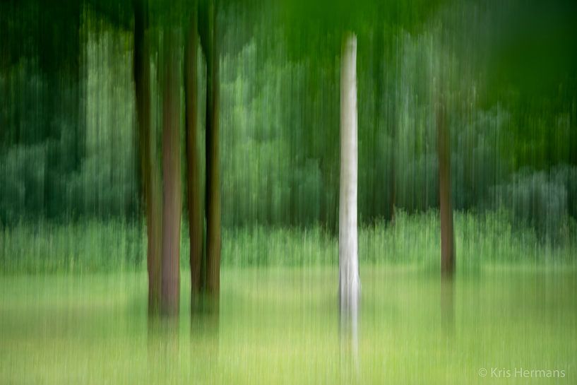 Erlebnisreicher Wald 2 von Kris Hermans