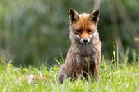Jonge vos in de Oostvaardersplassen