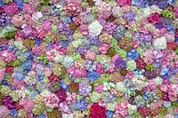 Exposition d'hortensias