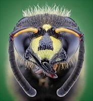 Parasitic wasp
