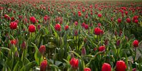 Tulipes rouges