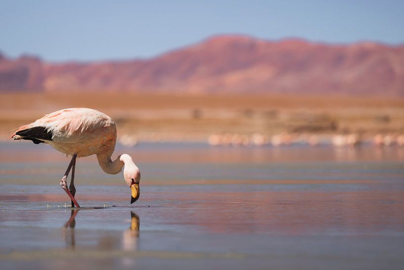Flamants roses en Bolivie par Daniël Schonewille