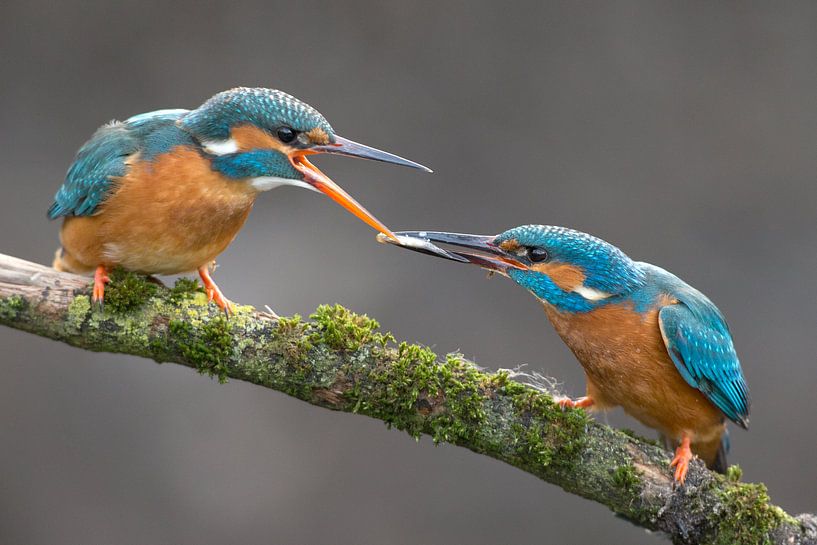 Eisvogel-Fischübertragung, fotografiert im Wurf. von Jeroen Stel