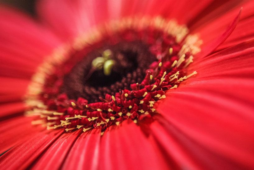 Gerbera no. 2 par Adriano Oliveira