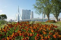 Bloemen in Rotterdam