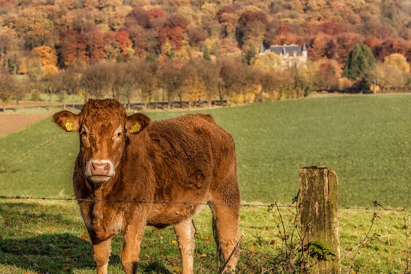 Neugieriges Kalb in Süd-Limburg von John Kreukniet