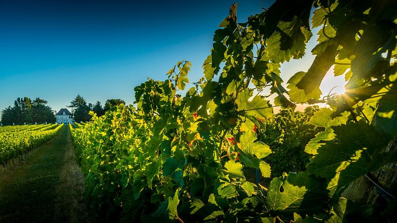 Bordeaux par Lex van Lieshout