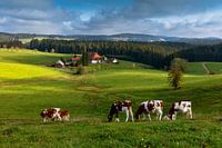 Unterfallengrundhof, near Gütenbach in the Black Forest