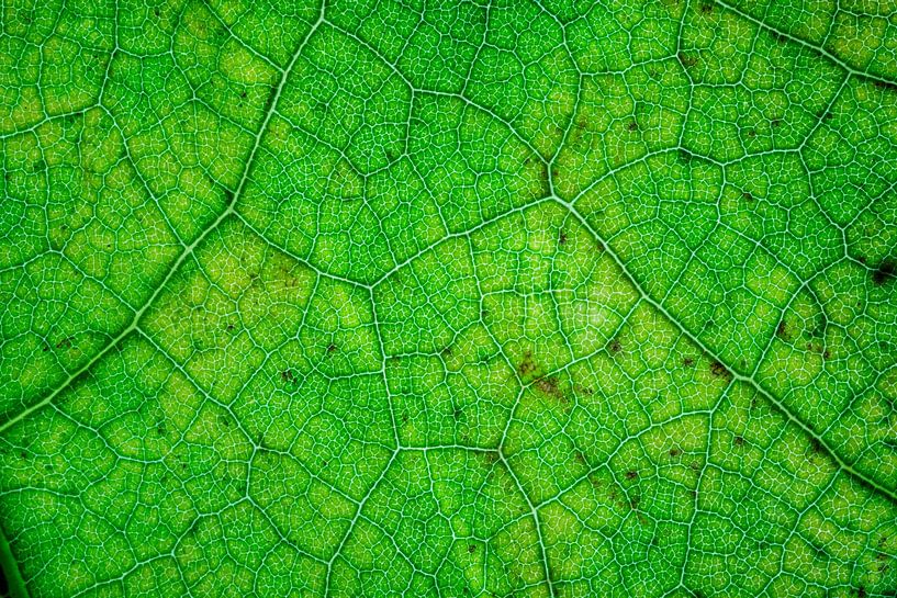 Les nervures des feuilles par Carola Schellekens