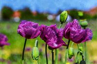 PURPLE POPPIES